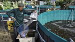 Melihat Budi Daya Ikan Sistem Bioflok di Batam