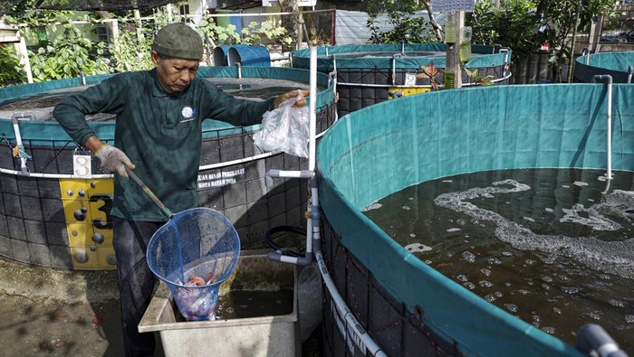Melihat Budi Daya Ikan Sistem Bioflok di Batam Warga Kelompok Pembudidaya Ikan Kecil (Pokdakan) memanen ikan nila hasil pembudidayaan menggunakan sistem bioflok di komplek perumahan Marchelia Batam, Kepulauan Riau, Sabtu (7/12/2024). Budidaya ikan sistem bioflok di kawasan perkotaan bantuan dari Dinas Perikanan Batam yang dikelola oleh Pokdakan tersebut guna memperkuat ketahanan pangan dalam menggerakkan perekonomian dan produktivitas masyarakat. ANTARA FOTO/Teguh Prihatna/nz