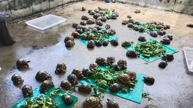 Perdagangan ilegal satwa langka