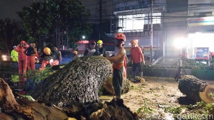 pohon trembesi besar tumbang di Kota Malang