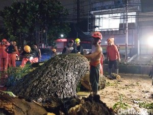 Pohon Trembesi Besar Tumbang di Kota Malang, Arus Lalin Dialihkan