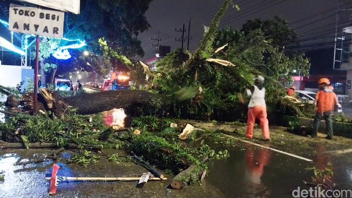 Pohon Trembesi besar tumbang di Kota Malang