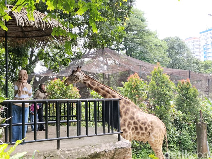 Suasana Kebun Binatang Bandung (Bandung Zoo), pada Minggu (8/12/2024).