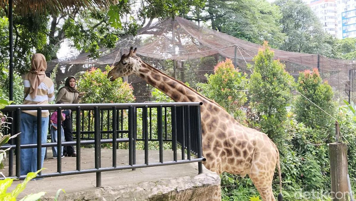 Nasib Malang Bandung Zoo: Aset Disita, Badan Hukum Dibekukan