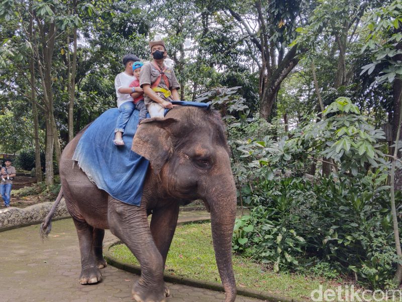 Suasana Kebun Binatang Bandung (Bandung Zoo), pada Minggu (8/12/2024).