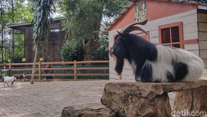 Suasana Kebun Binatang Bandung (Bandung Zoo), pada Minggu (8/12/2024).