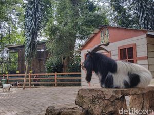 Harga Tiket Kebun Binatang Bandung Terbaru Saat Libur Akhir Tahun 2024