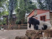 Harga Tiket Kebun Binatang Bandung Terbaru Saat Libur Akhir Tahun 2024