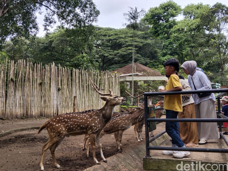 Suasana Kebun Binatang Bandung (Bandung Zoo), pada Minggu (8/12/2024).