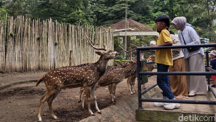 Suasana Kebun Binatang Bandung (Bandung Zoo), pada Minggu (8/12/2024).