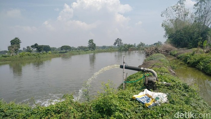 Tambak di Lamongan