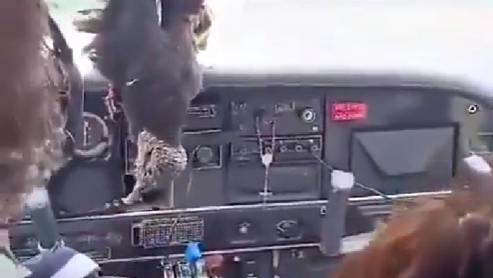 Burung nasar tertabrak pesawat dan tertancap di jendela