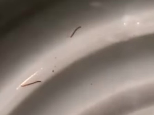 Cuplikan video di medsos, warga menunjukkan air di gayung isi cacing kecil di wilayah Kutsel, Badung. (Tangkapan layar)