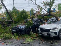 Pohon Tumbang di RSUD Praya, Dua Mobil Rusak