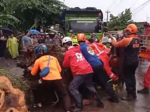 Pemotor di Kendal Tertimpa Pohon Tumbang Saat Hujan-Angin Kencang