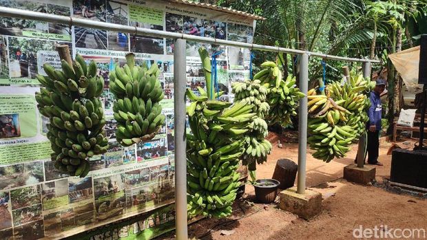 Festival pisang di Ciamis