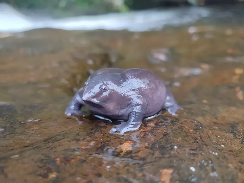 Pada 2003, para ilmuwan mendeskripsikan famili katak baru. Katak berwarna ungu ini diketahui berasal dari garis keturunan kuno yang menggeliat di lumpur saat dinosaurus masih hidup.