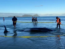 Momen Selandia Baru Berhasil Selamatkan Lebih dari 30 Paus Terdampar