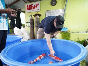 Bupati Berharap Koi Jadi Ikan Hias Identiknya Kabupaten Kediri