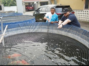 Hanindhito Sebut Potensi Ikan Hias Kabupaten Kediri Sangat Besar