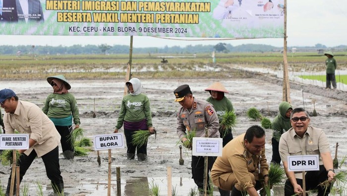 Penanaman padi serentak di Desa Kentong, Kecamatan Cepu, Blora, Jawa Tengah, Senin (9/12/2024).