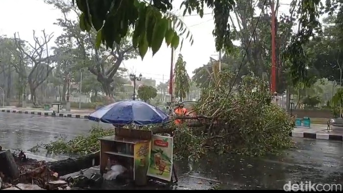 Pohon tumbang di Lamongan