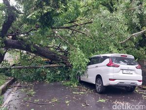 Cuaca Ekstrem Banyak Pohon Tumbang, Pakar Jelaskan Upaya Mitigasi