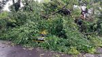 Pohon Tumbang Timpa Dua Mobil di Kota Malang