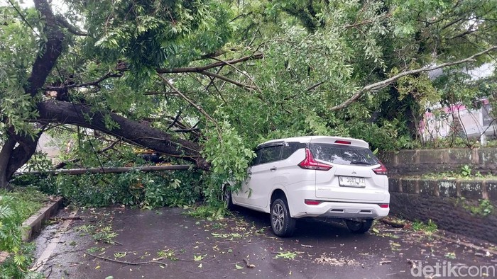 Pohon tumbang timpa mobil di Kota Malang