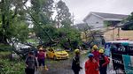 Pohon Tumbang Timpa Dua Mobil di Kota Malang