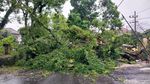 Pohon Tumbang Timpa Dua Mobil di Kota Malang