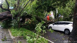 Pohon Tumbang Timpa Dua Mobil di Kota Malang