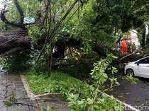 Pohon Tumbang Timpa Dua Mobil di Kota Malang