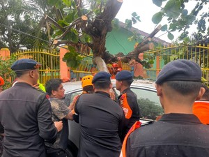 5 Pohon Tumbang di Parepare Akibat Angin Kencang, 1 Mobil Tertimpa
