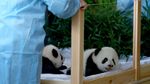 Potret Gemas Panda Kembar yang Lahir di Berlin