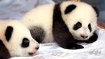 Potret Gemas Panda Kembar yang Lahir di Berlin