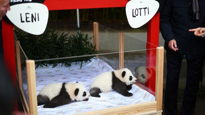 Giant panda twin sisters, Leni and Lotti are presented during their name-giving ceremony in an enclosure at the Zoo in Berlin, Germany, December 6, 2024. REUTERS/Lisi Niesner