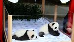 Potret Gemas Panda Kembar yang Lahir di Berlin