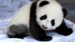 Potret Gemas Panda Kembar yang Lahir di Berlin