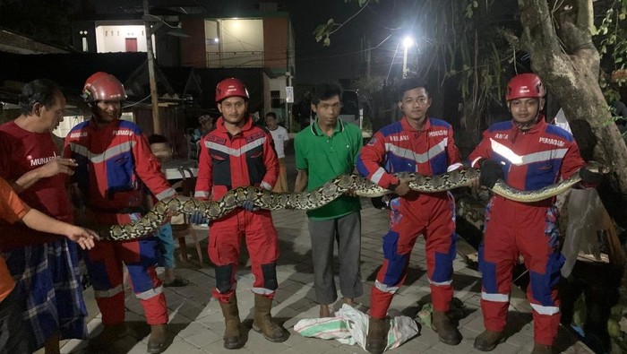 Tim Dinas Damkarmat Makassar mengevakuasi uIar piton sepanjang 5 meter yang masuk ke dalam rumah warga.