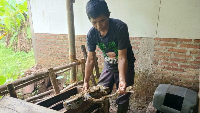 Ular sanca yang dievakuasi Juni setelah memangsa ternah warga di Desa Cilongok, Kecamatan Cilongok, Kabupaten Banyumas, Senin (9/12/2024).