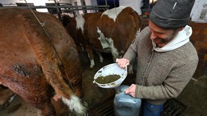 Seniman Jerman Werner Haertl hanya menggunakan bahan-bahan berbasis tanaman untuk lukisannya. Alih-alih membelinya di toko kerajinan lokal, ia memperoleh semuanya secara gratis: kotoran sapi dari seorang petani di sebelah studio pedesaannya yang didirikan di bekas kandang sapi.