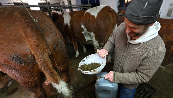 The Bavarian artist Werner Haertl paints with cow dung in his atelier in Reichersbeuern, Germany, December 4, 2024. REUTERS/Angelika Warmuth