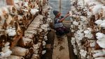 Melihat Petani Panen Jamur Tiram di Kota Serang