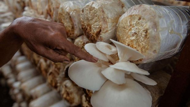 Petani memanen jamur tiram di Kasemen, Kota Serang, Banten, Selasa (10/12/2024). Budidaya jamur dengan media tanam bahan organik tersebut dapat dipanen hingga delapan ton dalam kurun waktu enam bulan dan dijual dengan harga Rp13 ribu-Rp15 ribu per kilogram. ANTARA FOTO/Putra M. Akbar/gp/Spt.