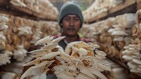 Petani memanen jamur tiram di Kasemen, Kota Serang, Banten, Selasa (10/12/2024).   