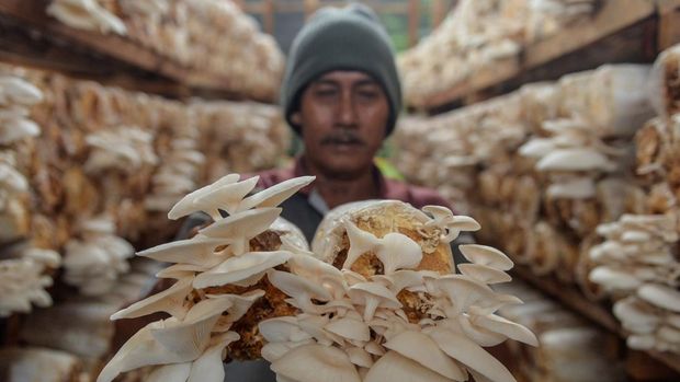 Petani memanen jamur tiram di Kasemen, Kota Serang, Banten, Selasa (10/12/2024). Budidaya jamur dengan media tanam bahan organik tersebut dapat dipanen hingga delapan ton dalam kurun waktu enam bulan dan dijual dengan harga Rp13 ribu-Rp15 ribu per kilogram. ANTARA FOTO/Putra M. Akbar/gp/Spt.