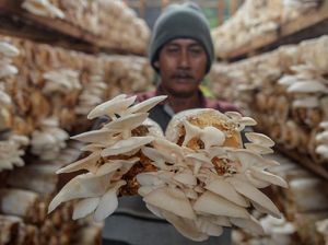 Melihat Petani Panen Jamur Tiram di Kota Serang