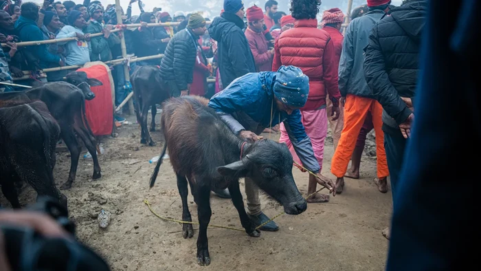 Festival Gadhimai Nepal yang menyembelih setengah juta ekor hewan Festival Gadhimai Nepal yang menyembelih setengah juta ekor hewan