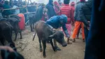 Ngerinya Festival di Nepal: Mau Sembelih Setengah Juta Hewan, Diprotes Aktivis